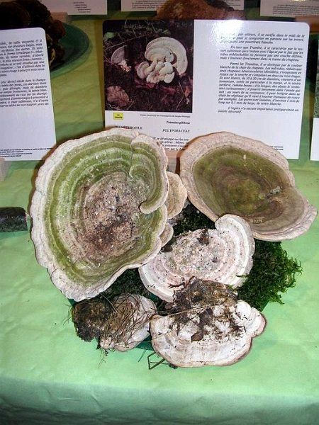 Expo champignons a St Leger 90